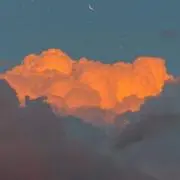 にんじんの画像