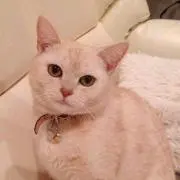 パルの画像