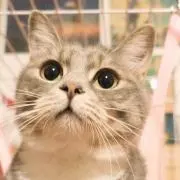 pipiの画像