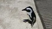 スコールの画像