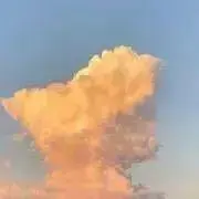はなの画像