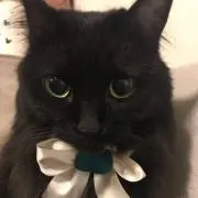黒猫あんこの画像