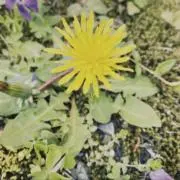 yの画像