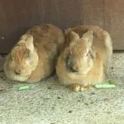 ふじの画像