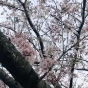 ゆうの画像