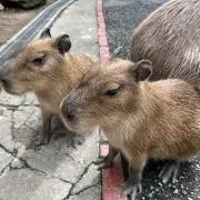 なお