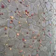 みやの画像