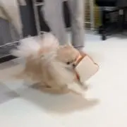 ねねの画像