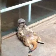 けいじ