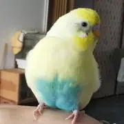 チャップリケの画像