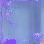 ミトの画像