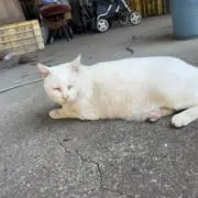 ゆうきちの画像