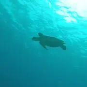 ヤーマン