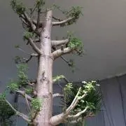 ぽんた