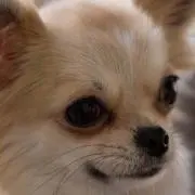 アーリーアッサム ＊プロフ必読の画像