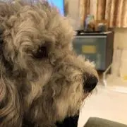 ねねの画像