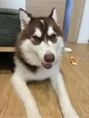 いろは