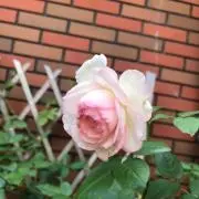 ミモザ
