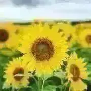 YUの画像