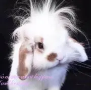 ✸の画像