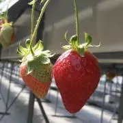 ☆チビママ☆