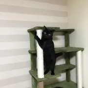だいまるの画像