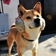 しば