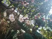 花火