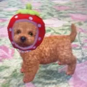 さーもんの画像