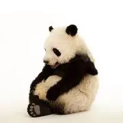 ゆきんしょの画像