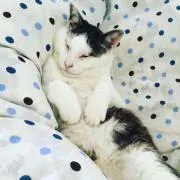 むらの画像
