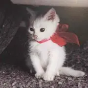 ねこ