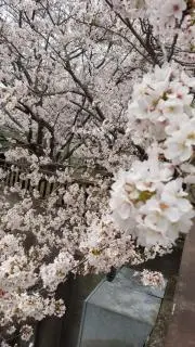 陽日まほの画像