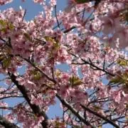YOUyouの画像