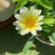 優芽cocoa*