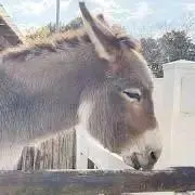 Robamaninovの画像