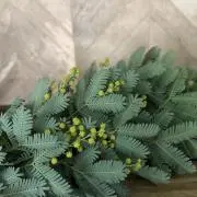 macaronの画像