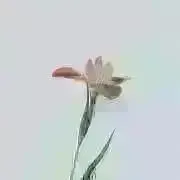 Image of みるく