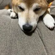 ワッサーの画像
