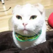 かずやんの画像