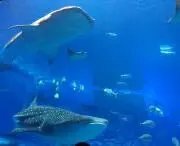ノリダーの画像