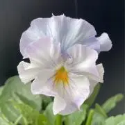 mercCの画像
