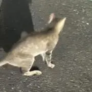 れれれ