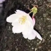 cherryの画像