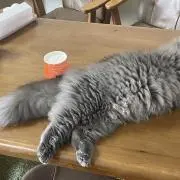 よもぎの画像