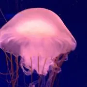 えりりん