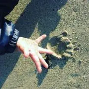 PONの画像
