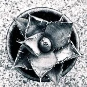 40∞の画像