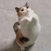 にゃんにゃん
