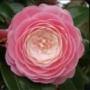 ✨マロン✨丁寧に梱包致します(^^)✨の画像